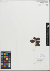 Foto von Salix myrsinifolia Salisb.